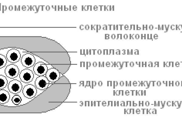 Гидра и кракен